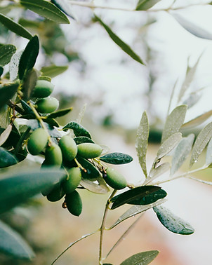 Fruit and Leaves