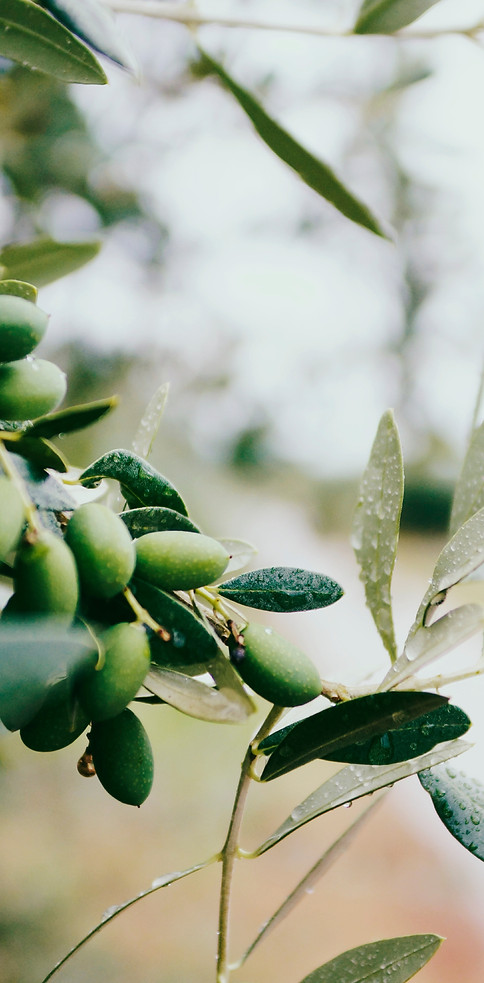 Olive Tree Branch