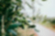 Fruits et feuilles
