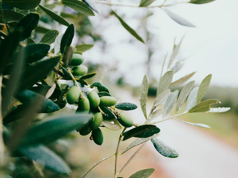 A staple soap making ingredient : Olive Oil