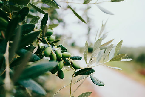 Frutta e foglie