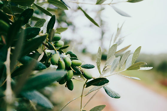 Fruit and Leaves