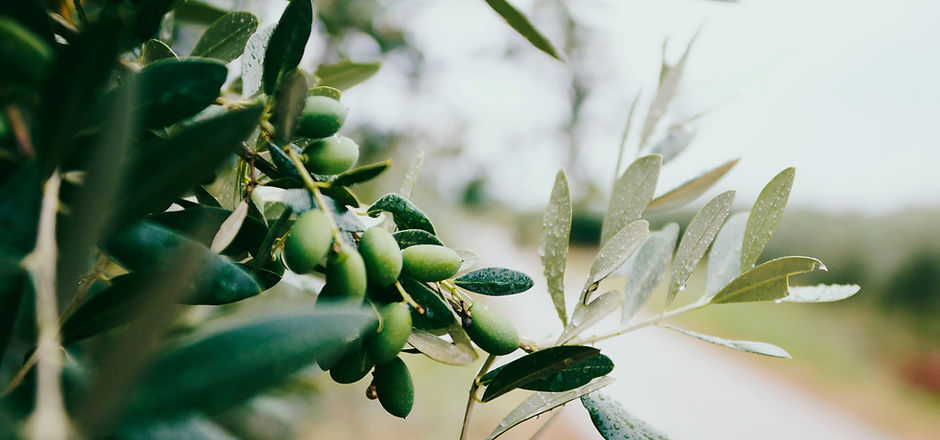 Fruit and Leaves