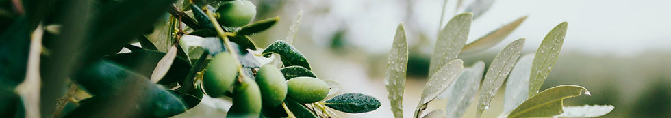 Fruits et feuilles