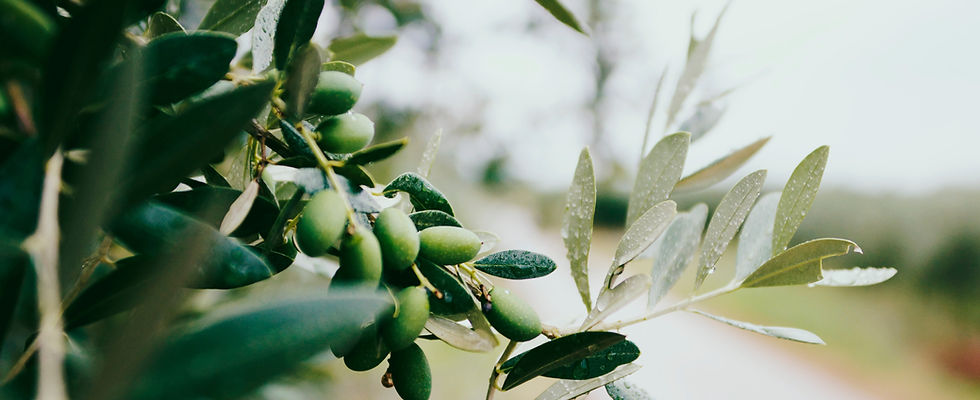 Fruit and Leaves