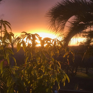 Sunrise through Gary's Winters Mango Tree