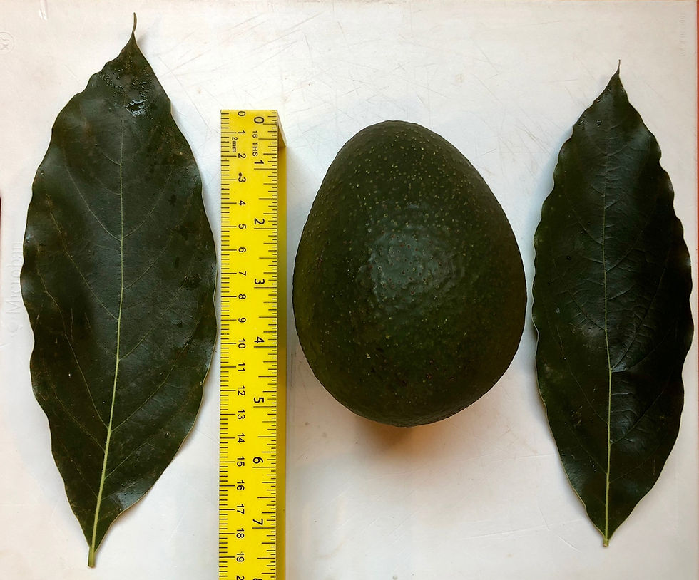 An avocado leaf, a measuring tape, a 5-inch avocado and another leaf.