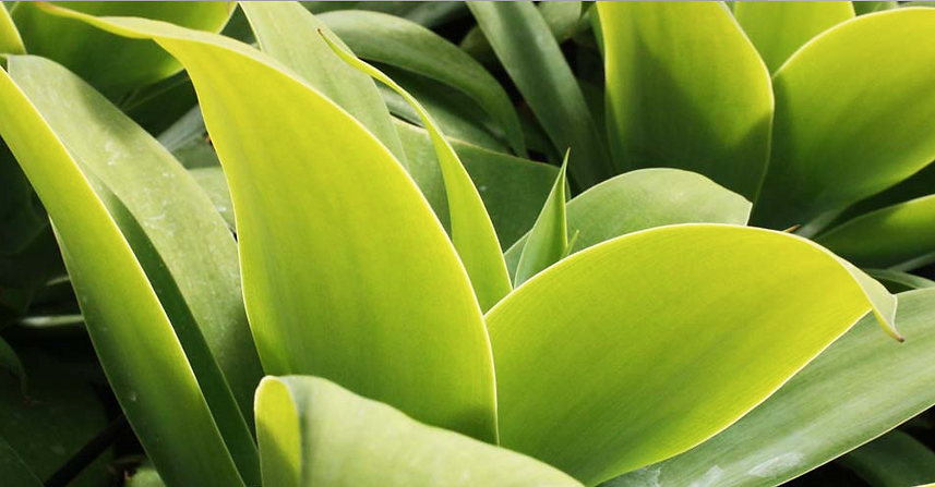 side view of Agave attenuata Kara's Stripes