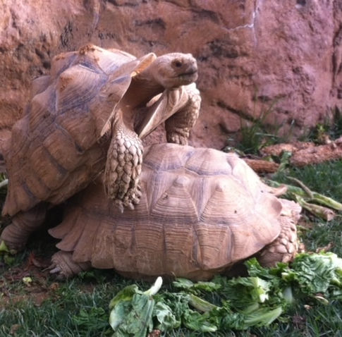 Harry and Henrietta!