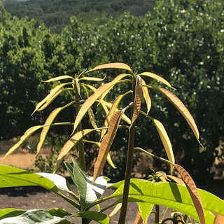 Gorgeous red new growth on gary's Winters tree
