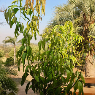 Gary's Mango Tree in Winters, CA
