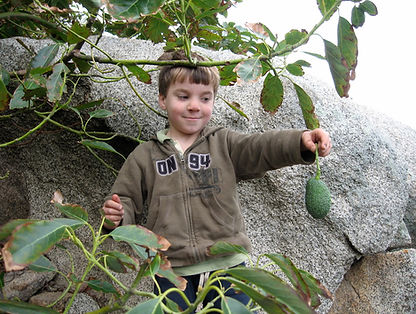 A small boy, Carson "Dumpling" Gragg, holding up an avocado