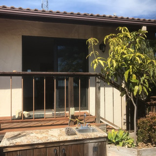 Gary's Winters Mango Tree in Ideal Microclimate