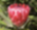 PastedGraphic-1