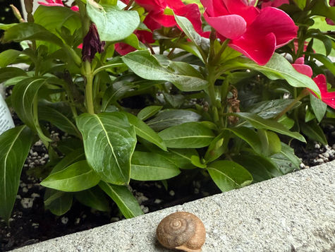 Snail Trails