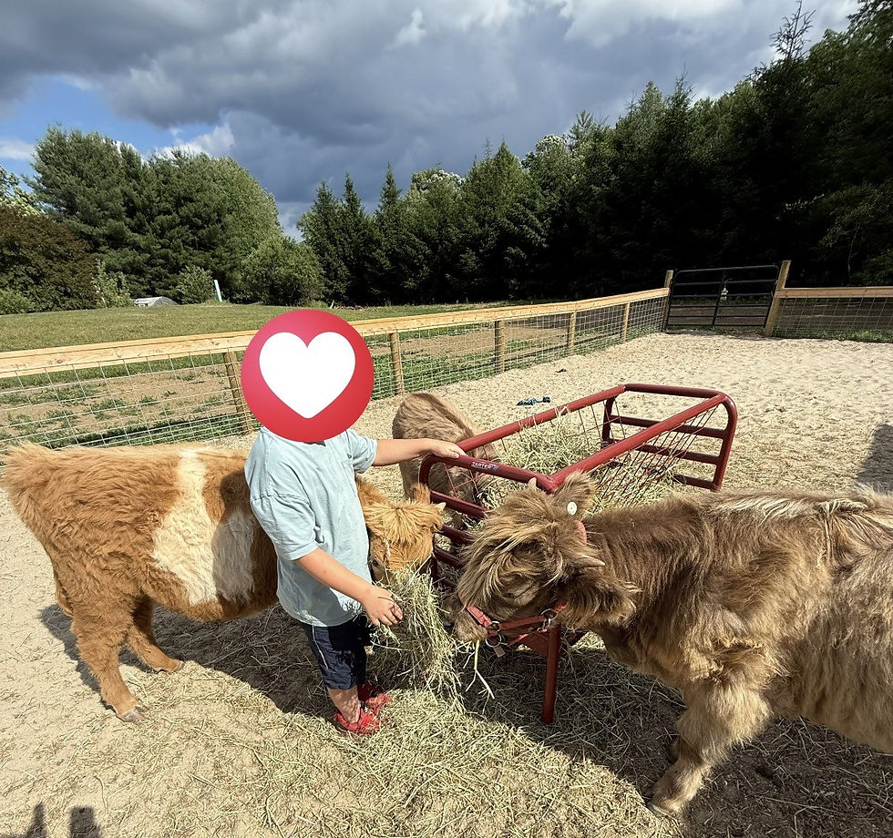 Child feeding cow.jpg