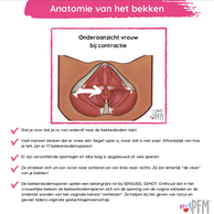 Dutch Pelvic Anatomy Bottom View.png