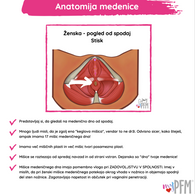 Pelvic Anatomy Bottom View.png