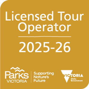 thumbnail_LTO-Membership-mark-2025-26_22x22-CMYK.png