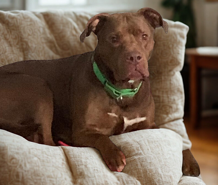 Buster Lab9.png