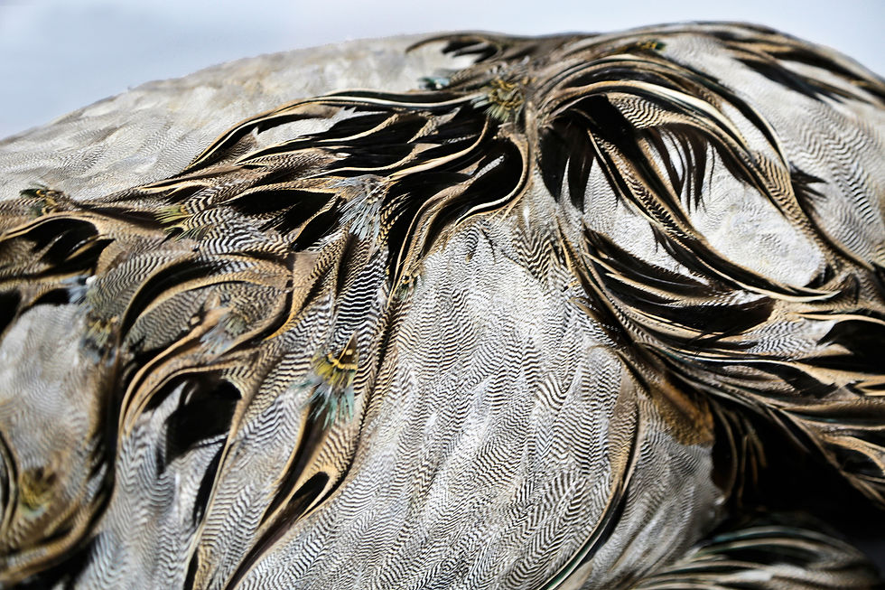 SOPHIA. Detail.  2018.