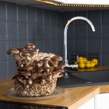 Mushrooms in the kitchen