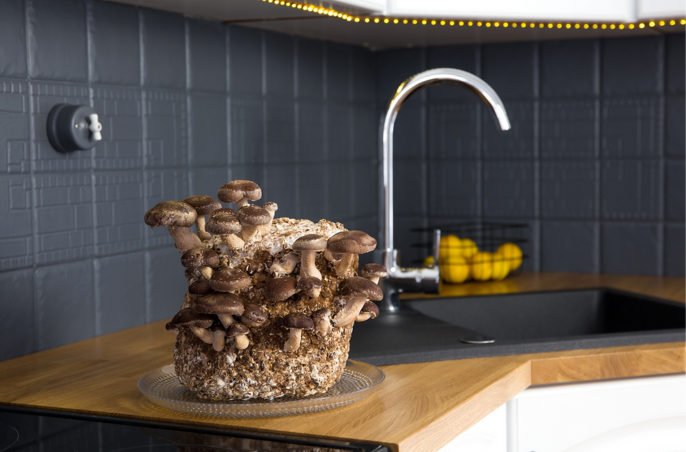 Mushrooms in the kitchen