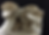 Black mushroom.png