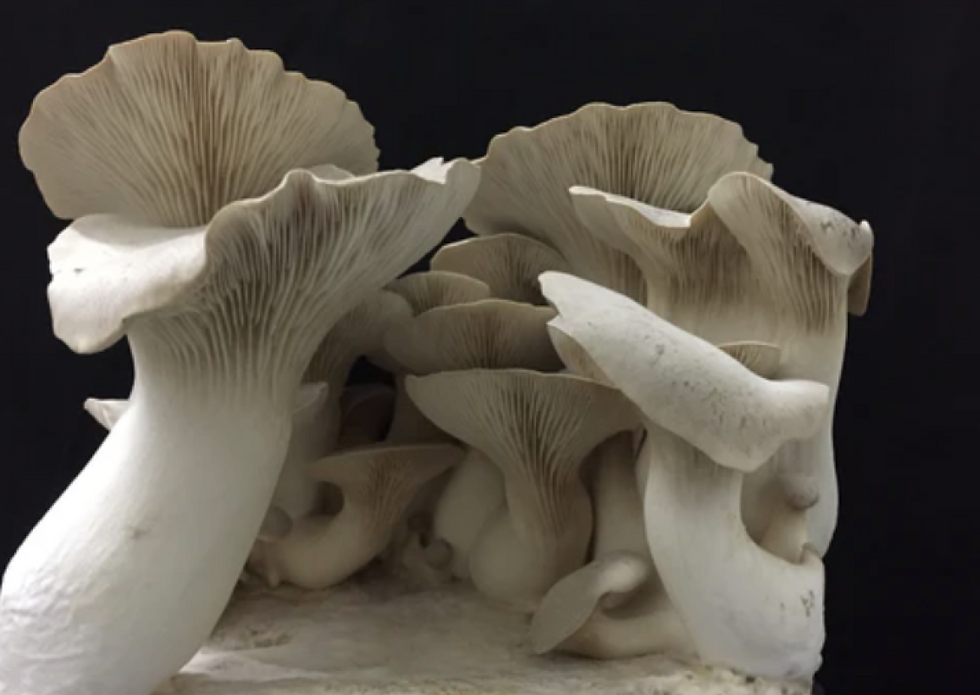 Black mushroom.png