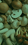 Mushrooms.png
