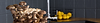 Home growth.png
