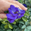 Thumbnail: Butterfly Pea Flowers