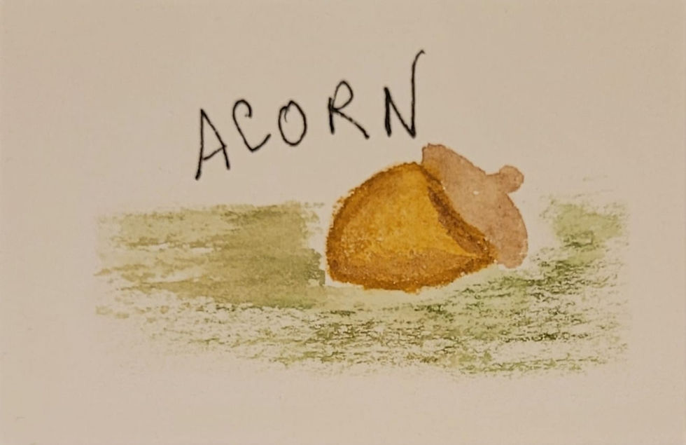 Acorn