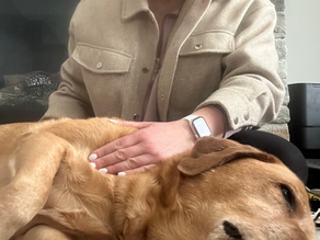 A certified canine massage therapist demonstrating safe dog massage techniques on a relaxed dog at home.