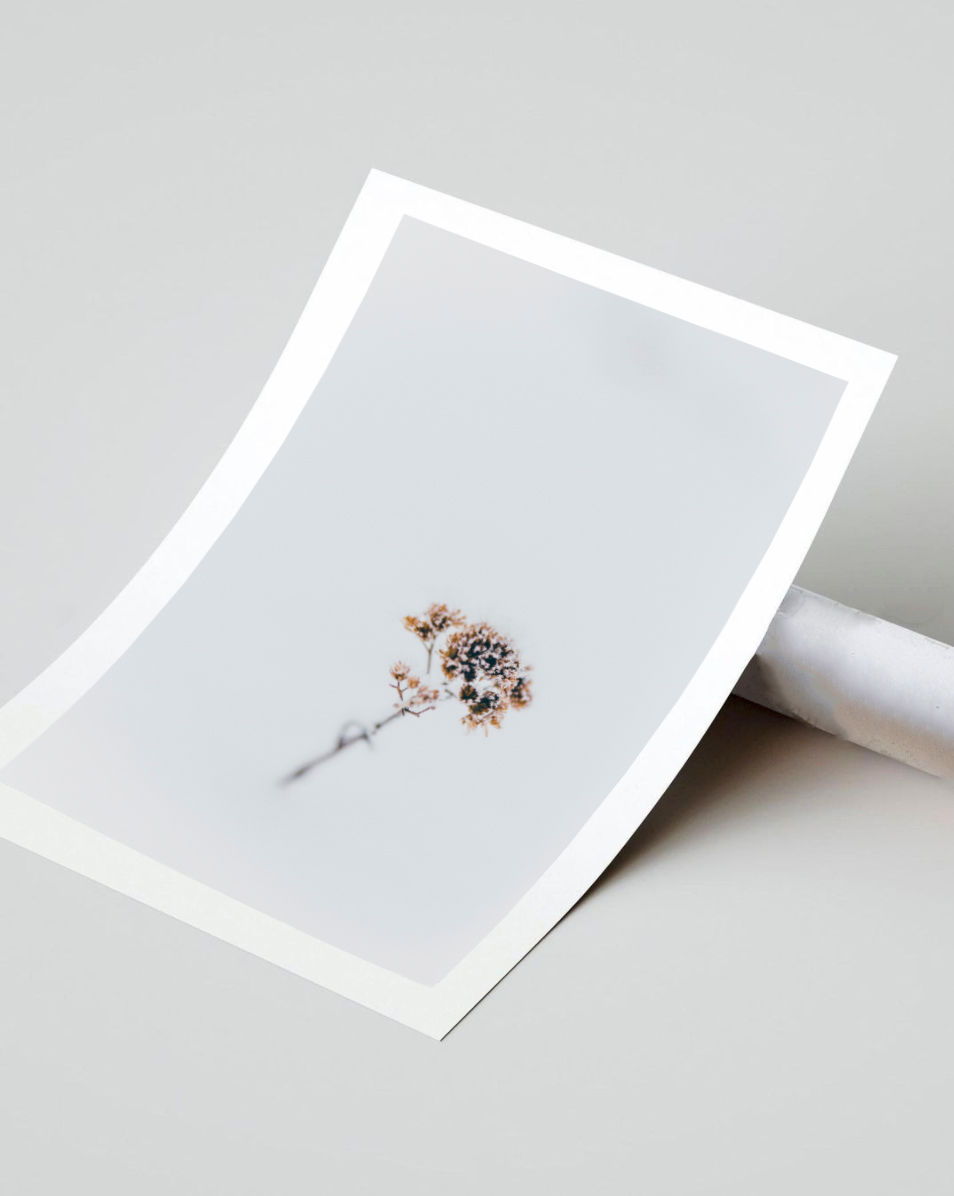Miniatura: A Flower and the Snow