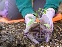 Plant Your Life's Garden