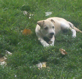 Apuppy playing in the grass