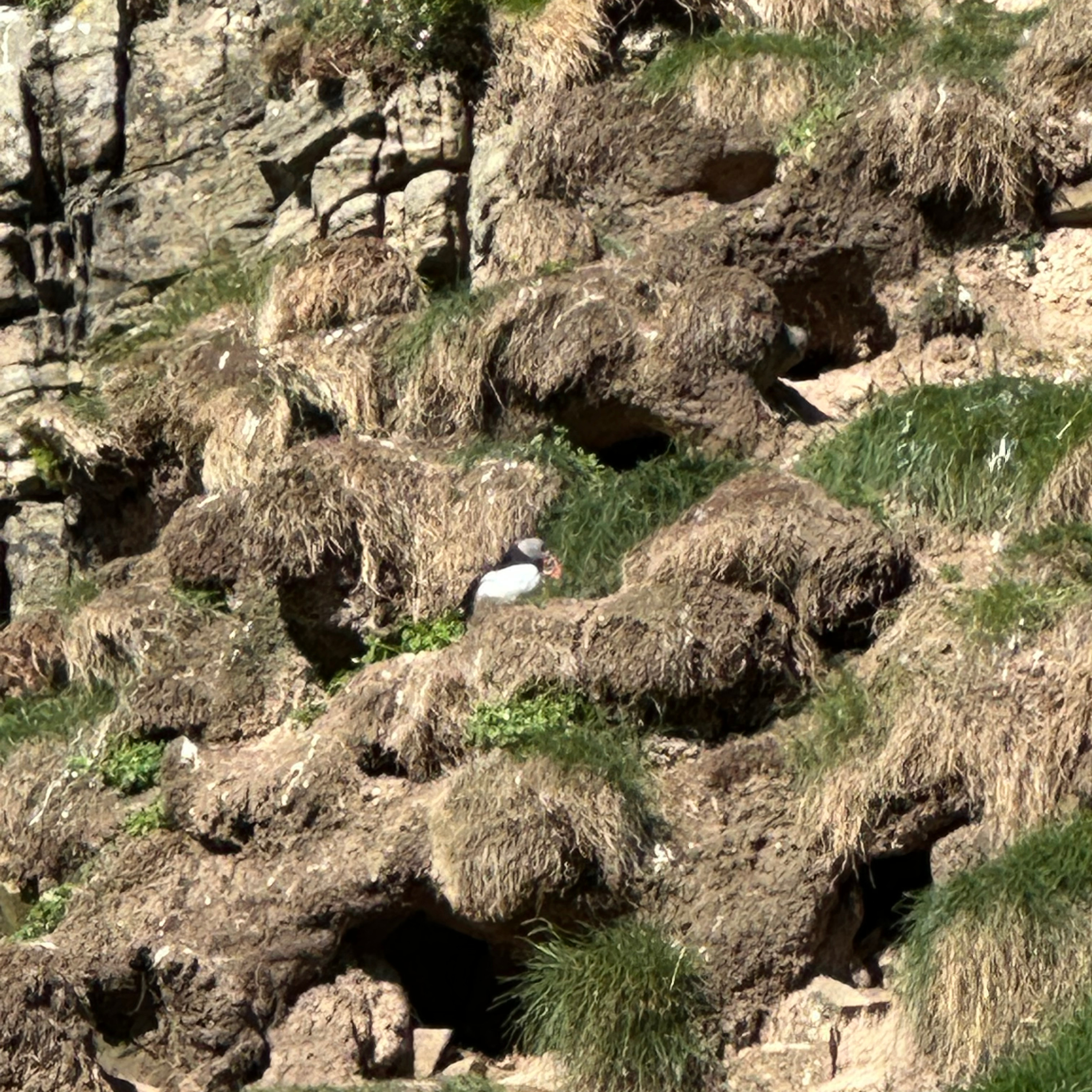A puffin!