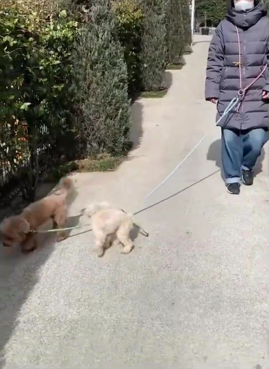 サムネイル： ２頭引きリード