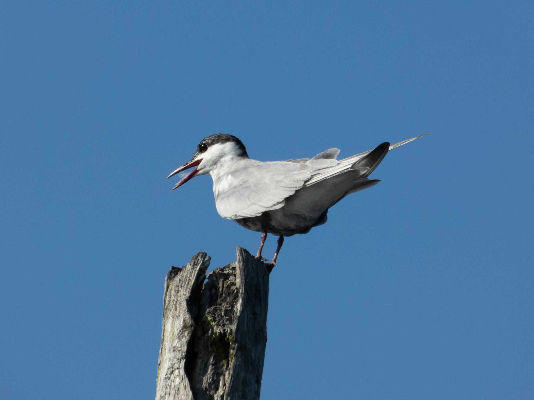 A Call Across the River