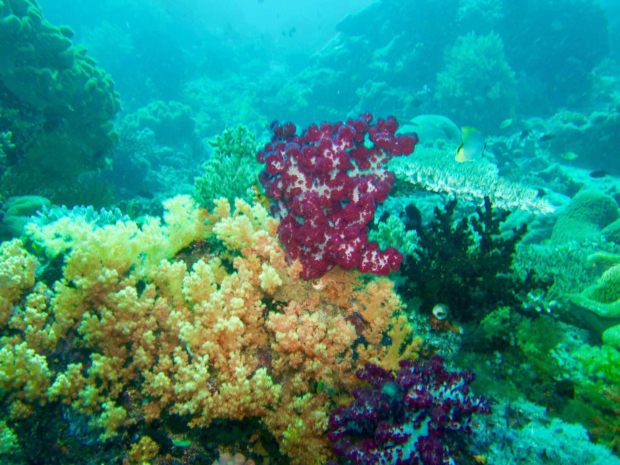 Colorful Soft Coral Reef in Raja Ampat
