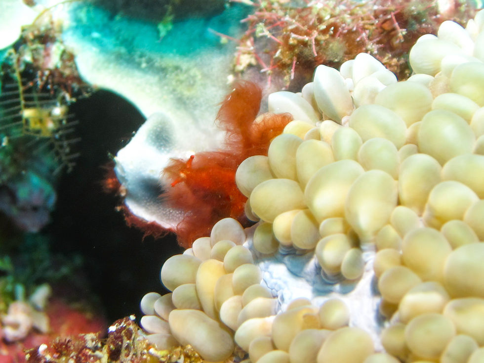 Orangutan Crab