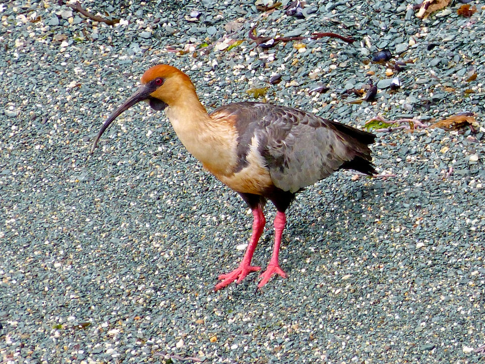Black-faced Ibis, Parque Nacional Tierra del Fuego - 007.jpeg