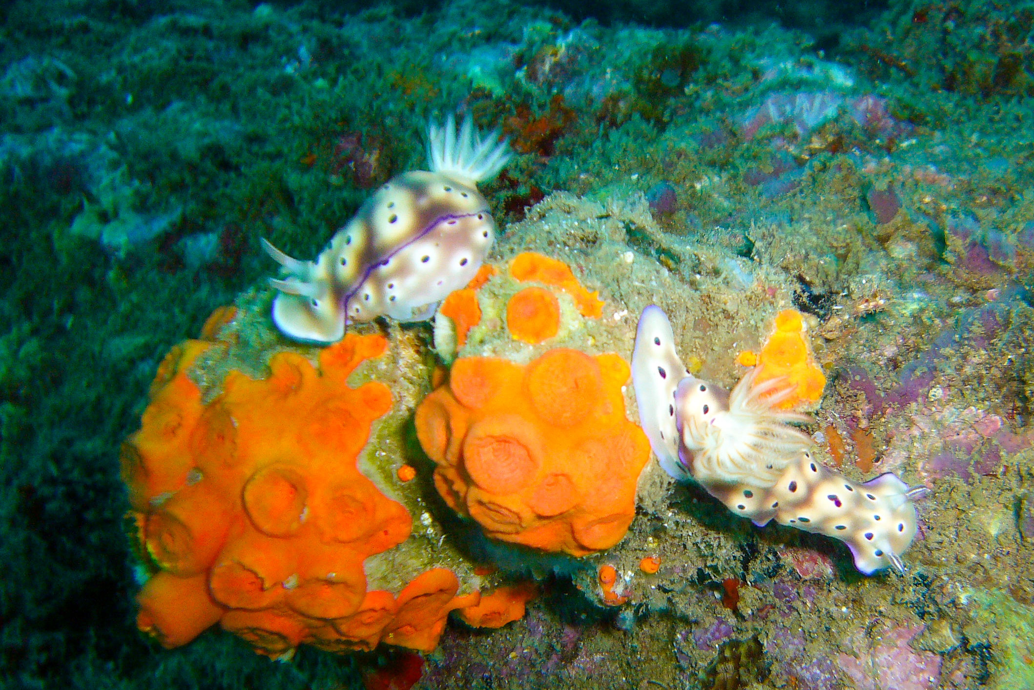 Triton’s Waltz – Chromodoris Nudibranch Pair