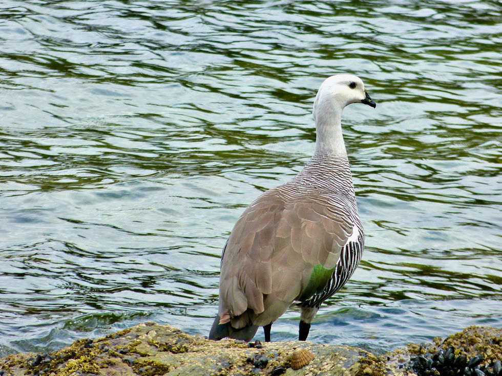 Caiquen goose, Parque Nacional Tierra del Fuego - 101.jpeg
