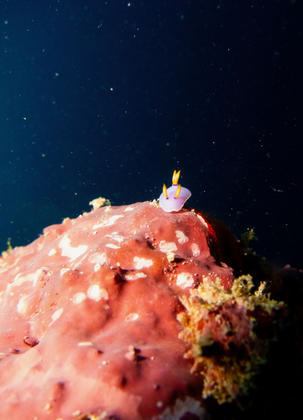 Dreaming little nudi