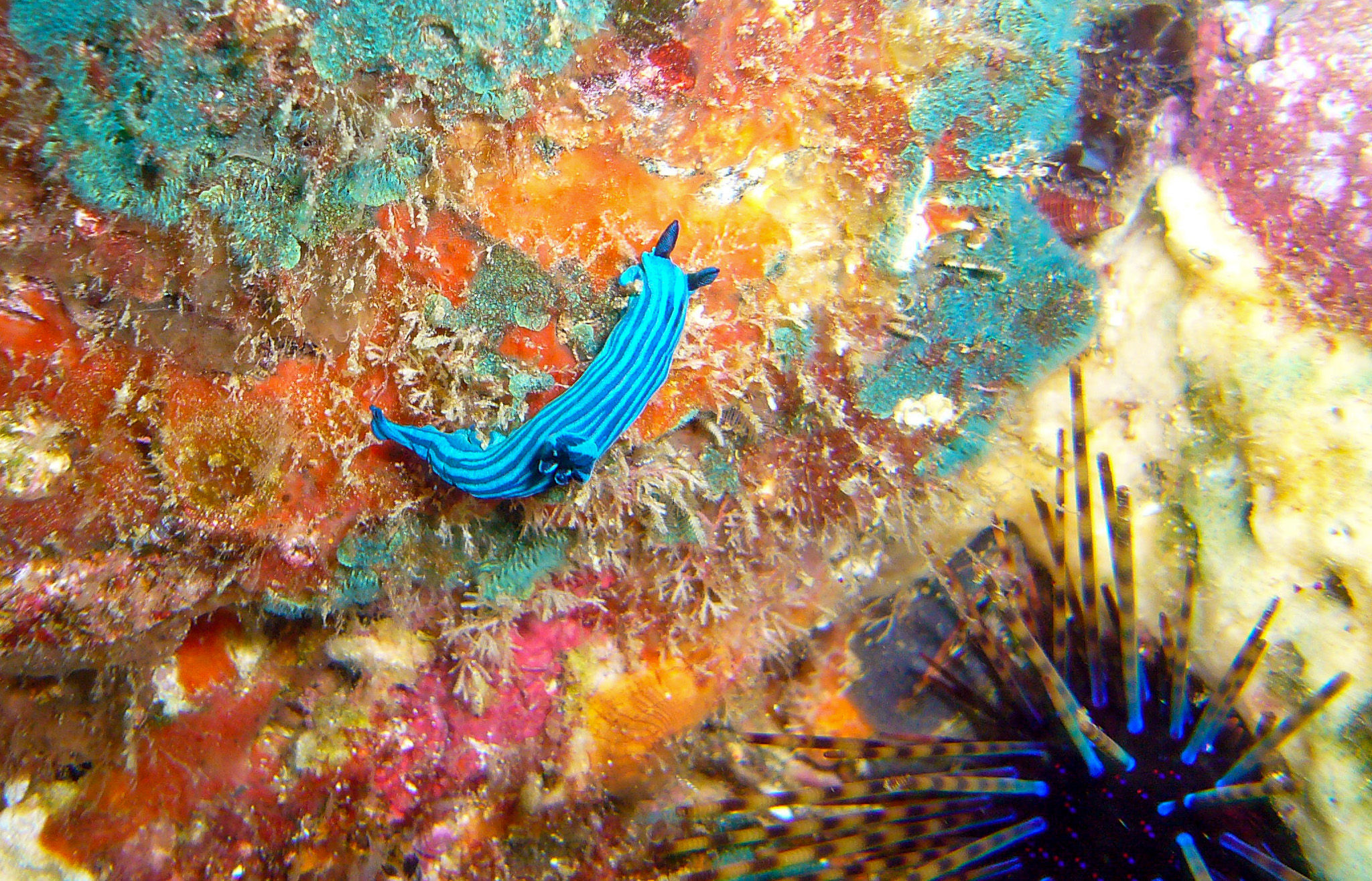 Electric Blue Nudibranch