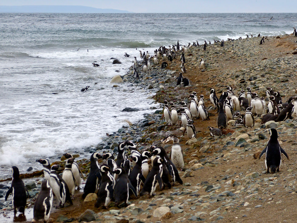 Magellanic penguins, Isla Magdalena, Chile - 01.jpeg