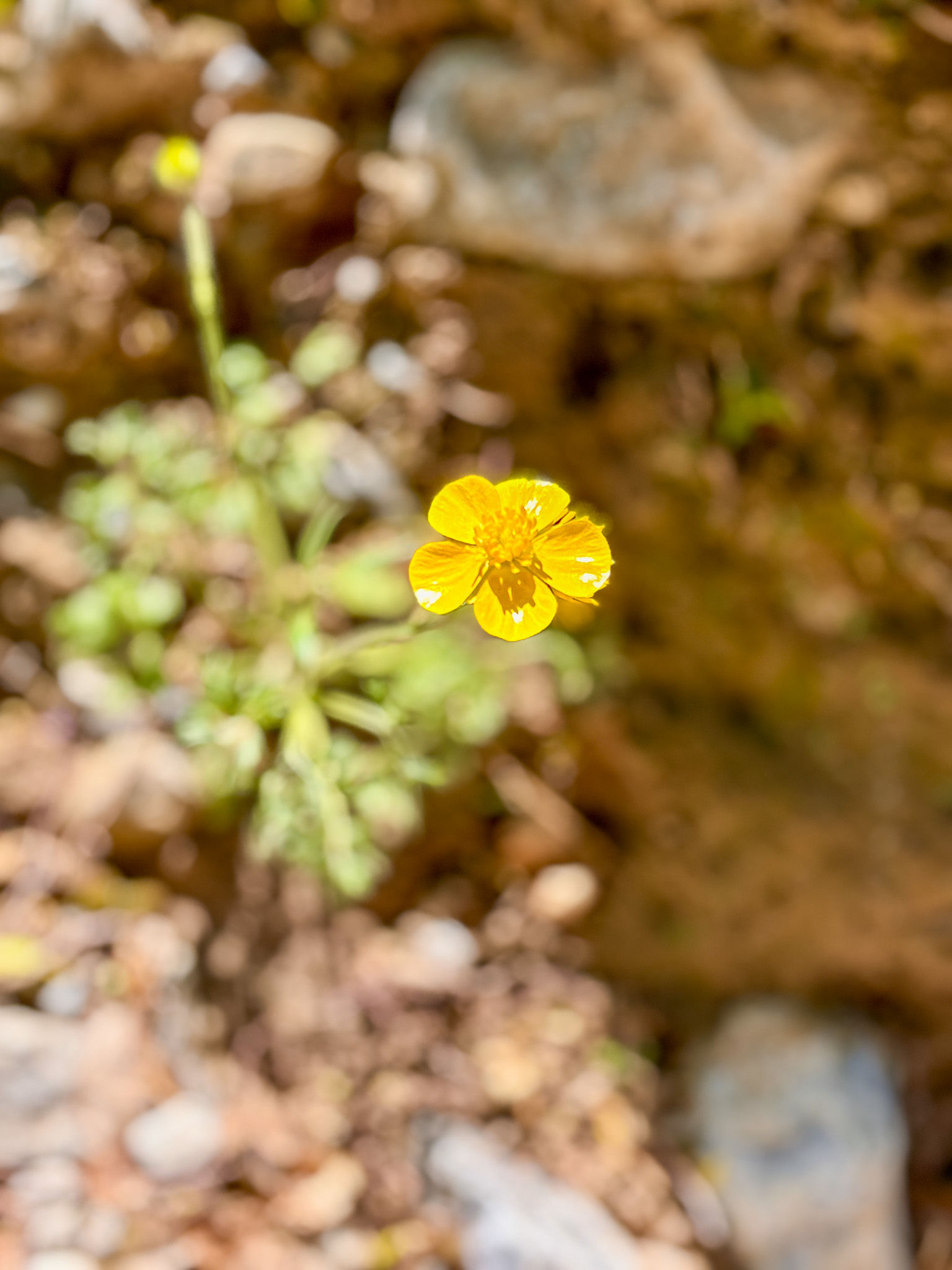 Golden Whispers – Crete