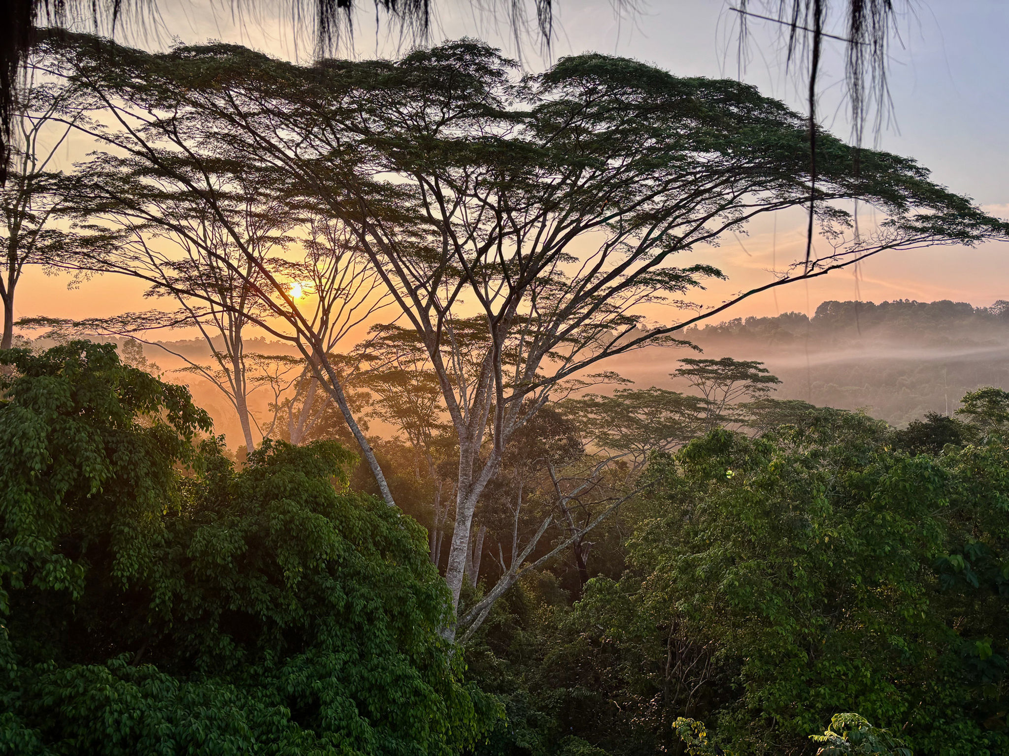 First Light Through the Canopy